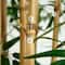 9ft. Potted Bamboo Tree with Real Bamboo Trunks